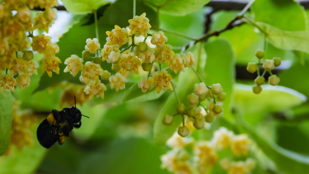 菩提樹の花・４＿２