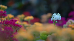 多肉植物の花＿１