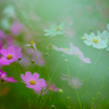 秋　桜＿２６