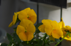 ナチュレ　イエロー