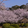 ときわ公園の桜＿２８