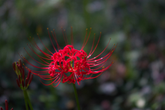 曼珠沙華・１