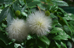 オオベニゴウカン（白花）