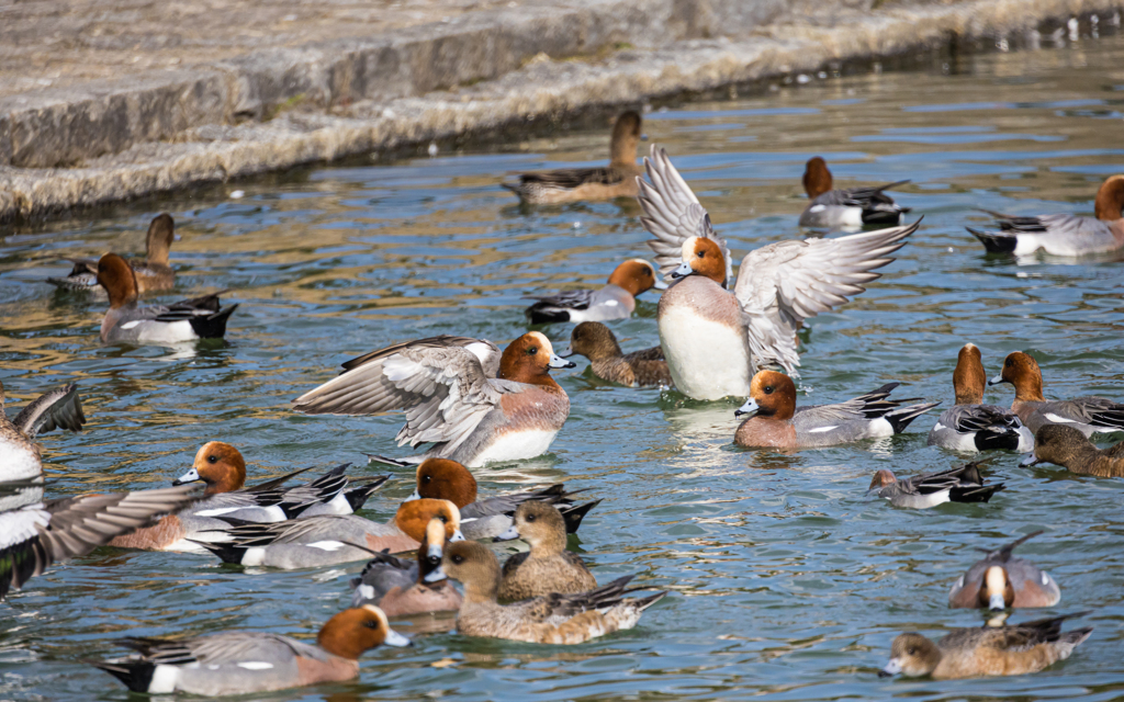 維新公園の野鳥達＿９