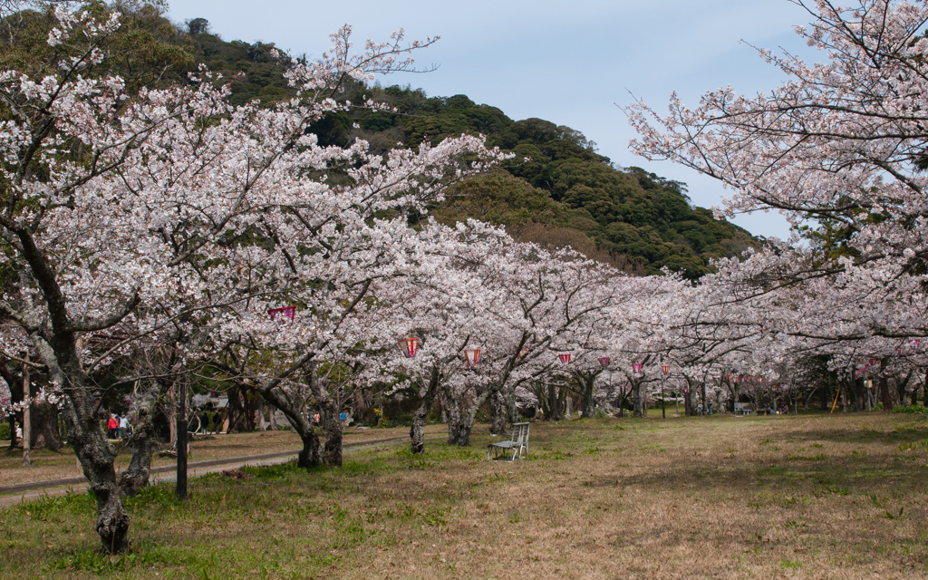 桜・萩城跡５＿５