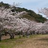 桜・萩城跡５＿５