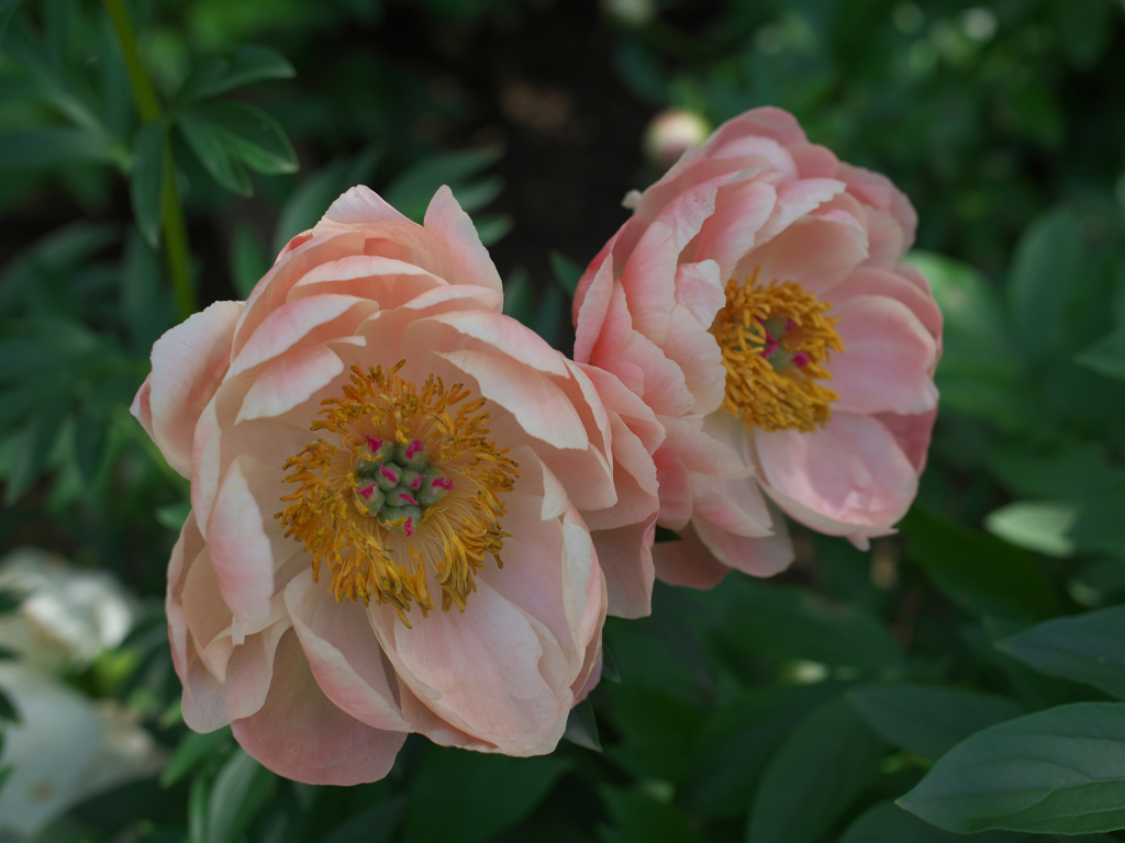 芍薬＿１４
