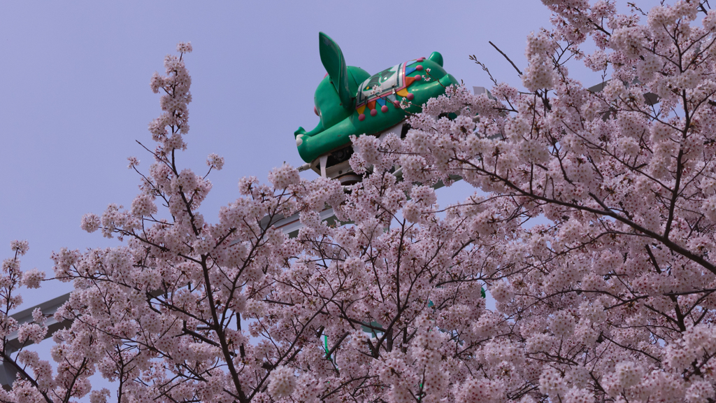 ときわ公園の桜＿３０