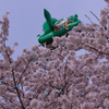 ときわ公園の桜＿３０