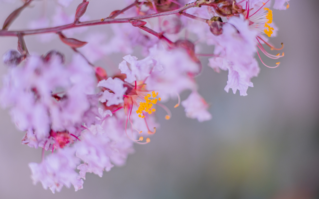 百日紅・２