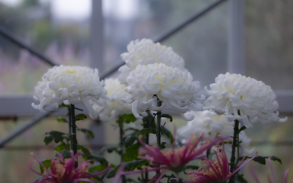 菊　花・２