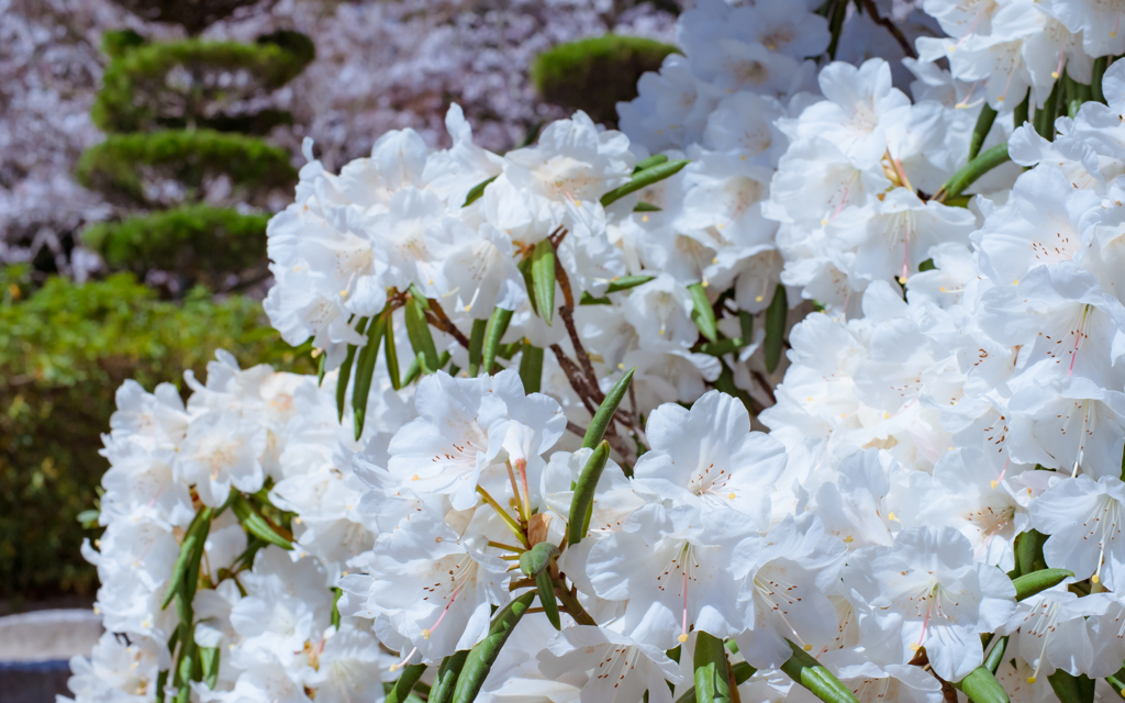 石楠花・１１