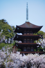 梅花と五重塔＿１３