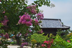 百日紅・３