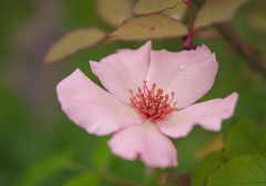 初夏の花・２＿３