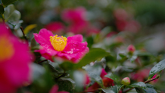 山茶花＿３０＿２１