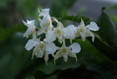 デンドロビウム　フォーベシイ