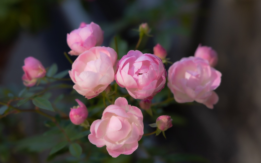 秋の薔薇・１２