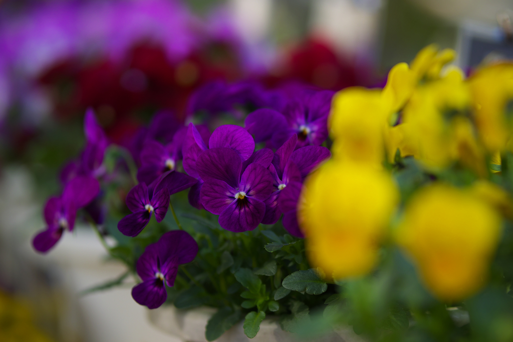 パンジー ・１９＿１４