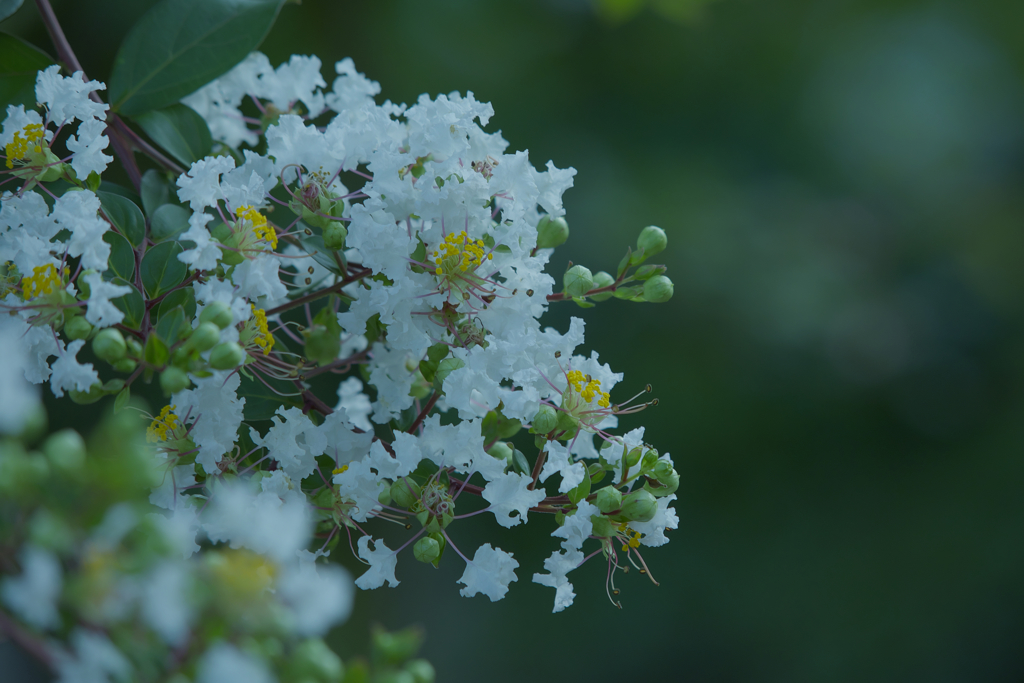 盛夏の華花・８