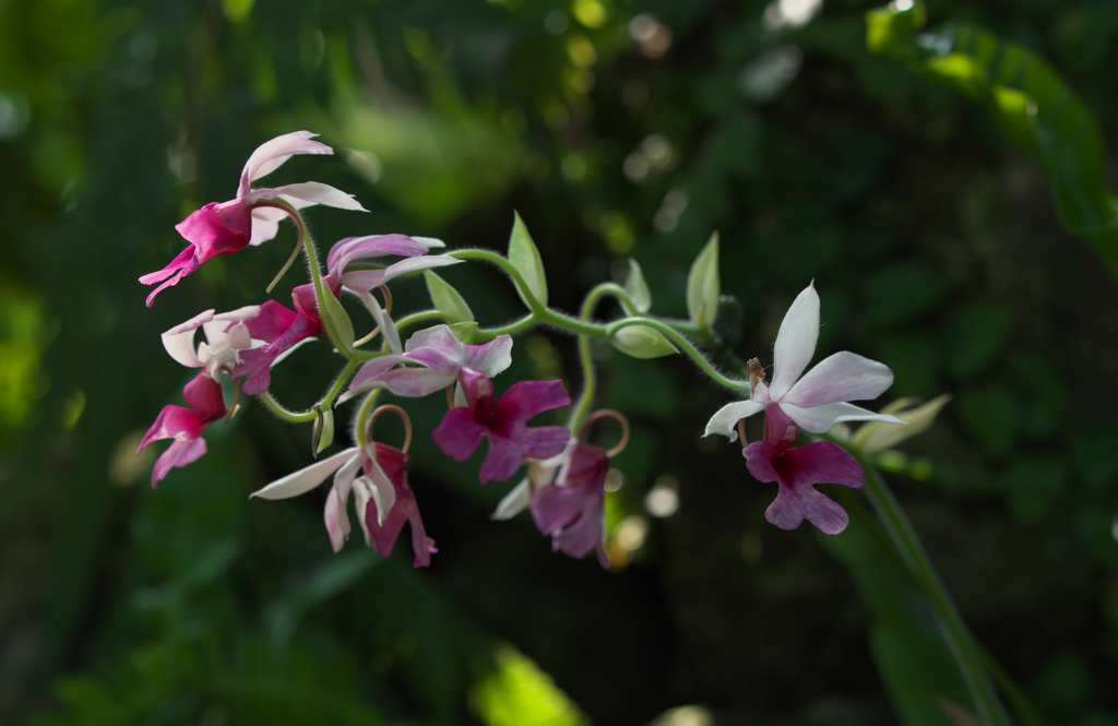 カランセ　ヴェスティタ