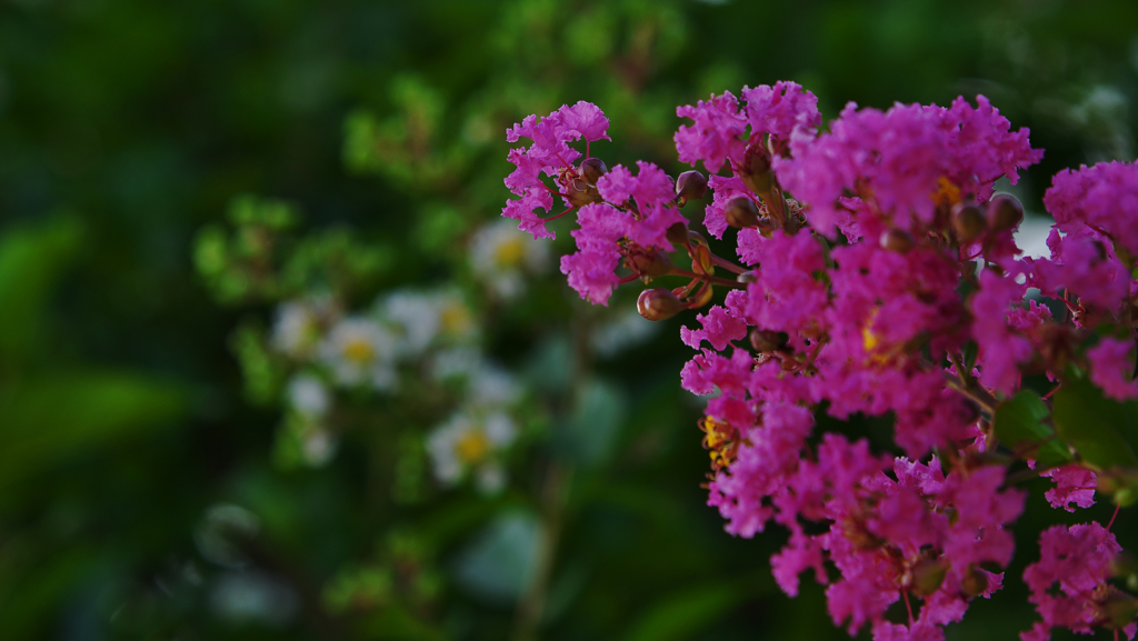 盛夏の花・４