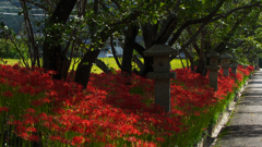彼岸花・３０＿２５