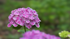 紫陽花３０＿３６