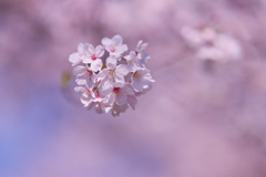 桜・３１＿１５