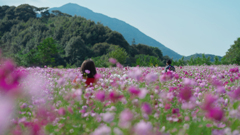 秋　桜・１＿１６