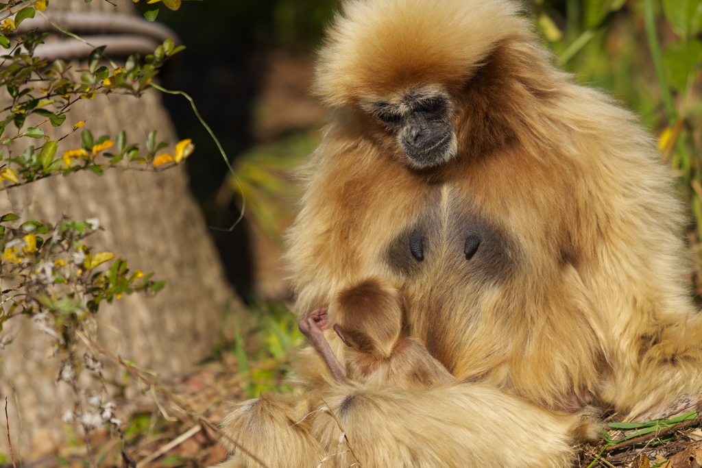 シロテナガザル・６