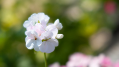 NIKON D700_花 習作・６