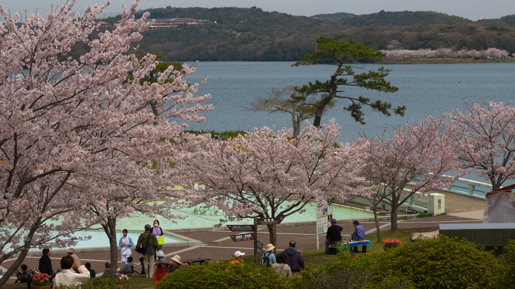 ときわ公園の桜＿１