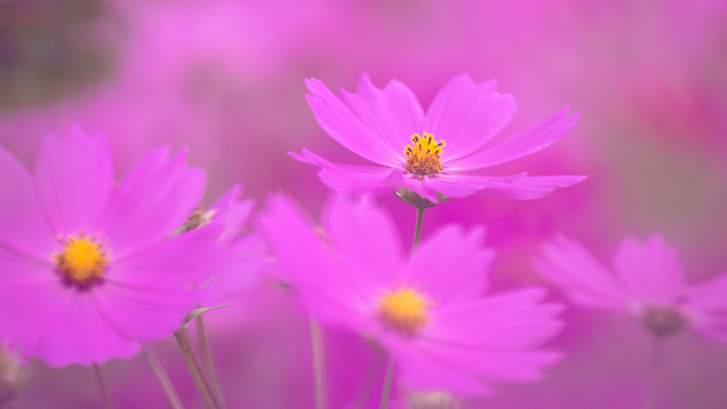 秋　桜＿１8