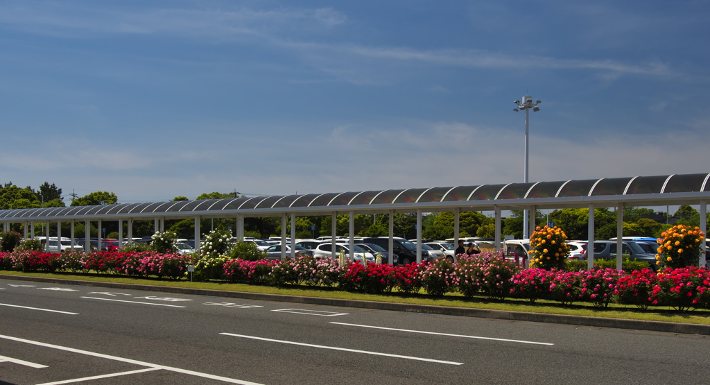 春バラ・３０＿３０