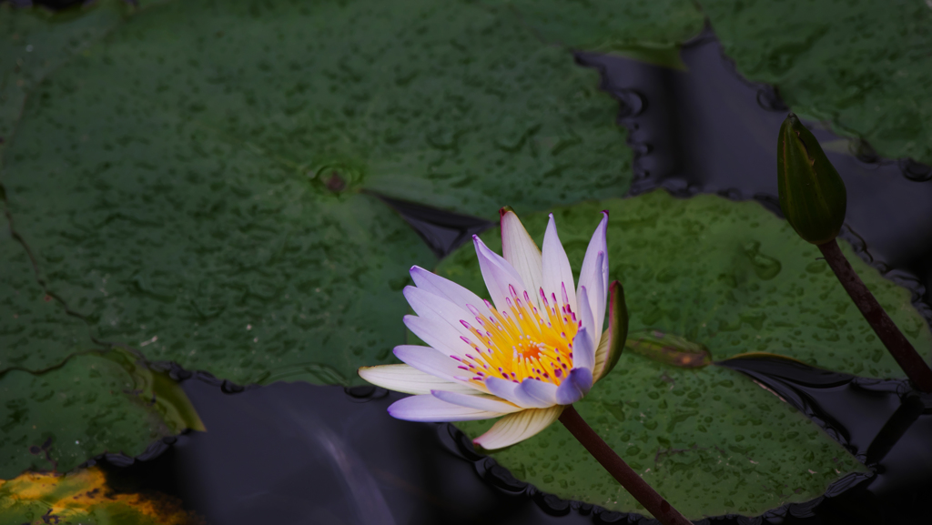 睡　蓮・２
