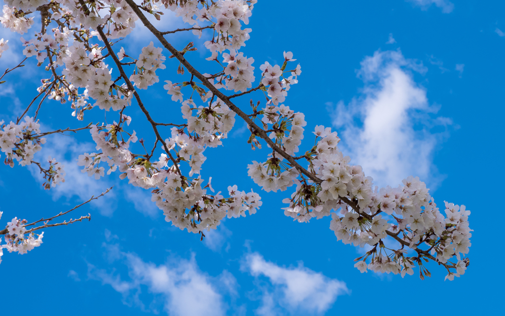 桜・３＿３