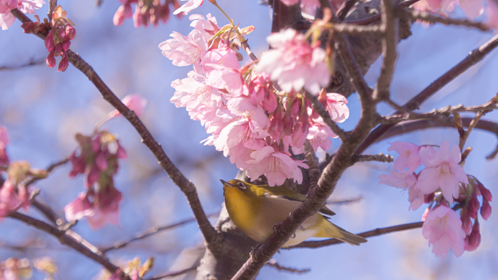 河津桜＿１５