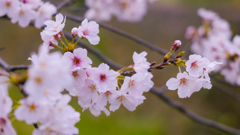 桜・一の坂川１２