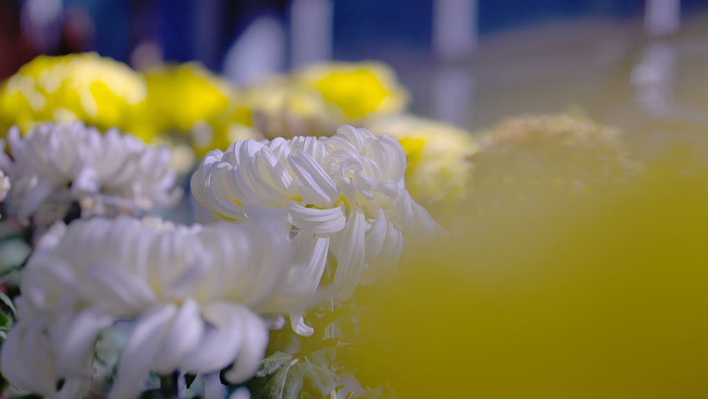 菊花・７