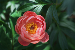 芍薬＿１３
