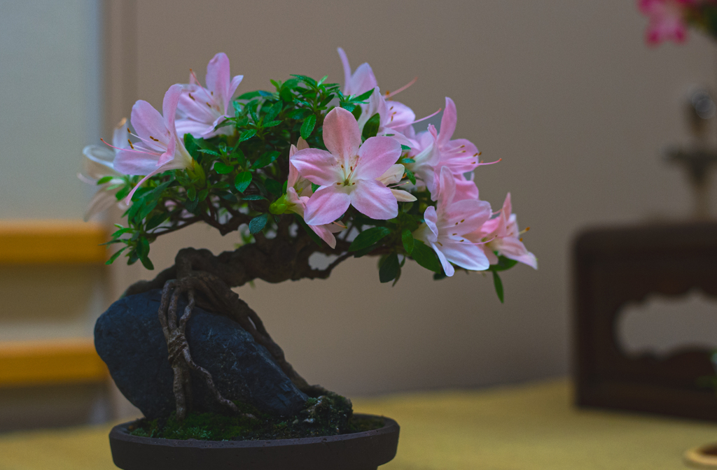 皐月盆栽＿９