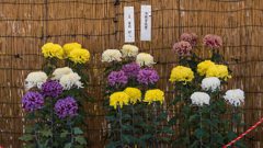 防府菊花展＿１２