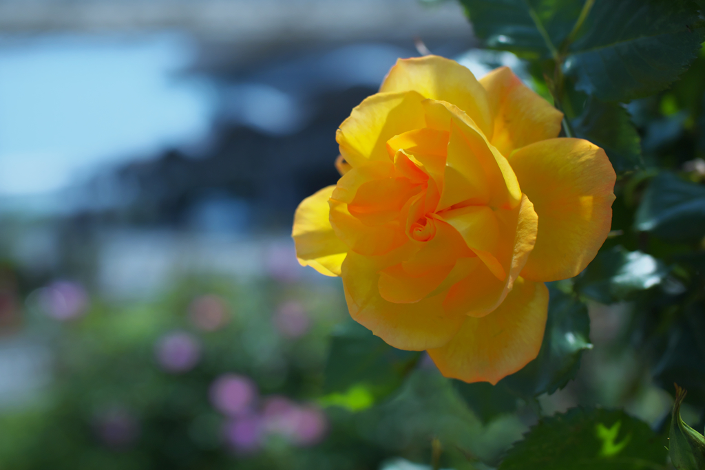 春薔薇・１７