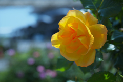 春薔薇・１７