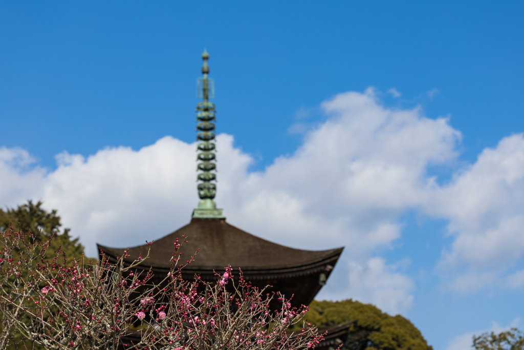 梅　花＿１