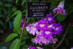 ニンニクカズラ