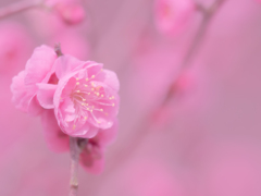 梅花・１＿４