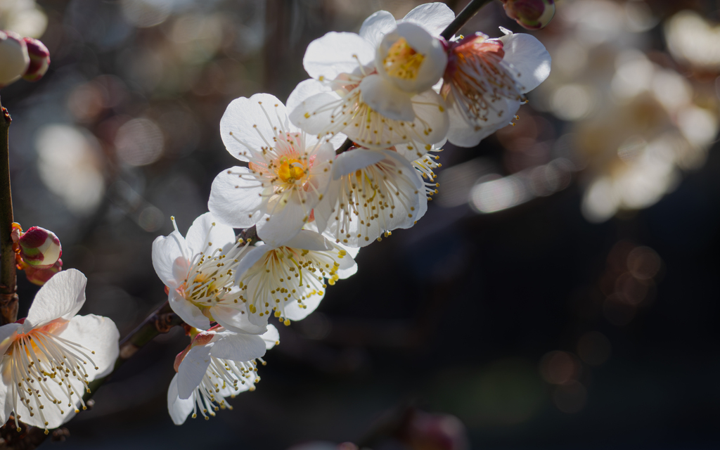 梅　花＿１５