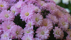 菊　花＿２０